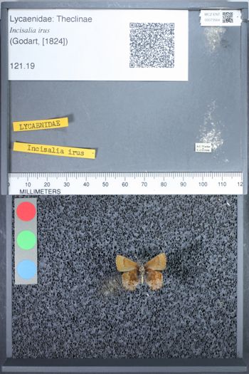 Media type: image;   Entomology 73564
